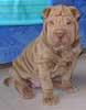 Le chien Sharpei Faust encore chiot
